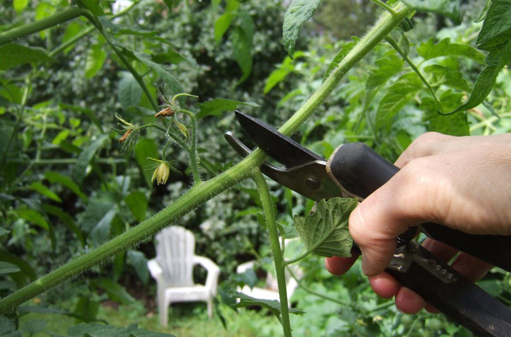 in-the-pruning-process-blooming-where-i-m-planted